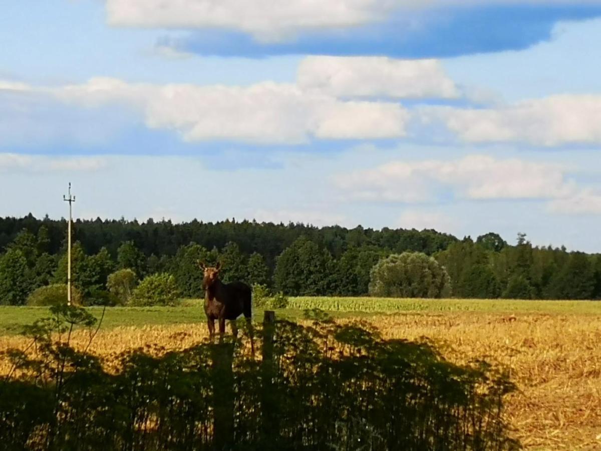 Gospodarstwo Agroturystyczne "Dom Na Kolonii" Prostki Esterno foto